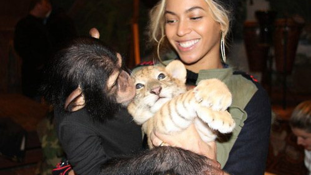 Beyoncé Kisses Monkey, Feeds Tiger During Zoo Visit